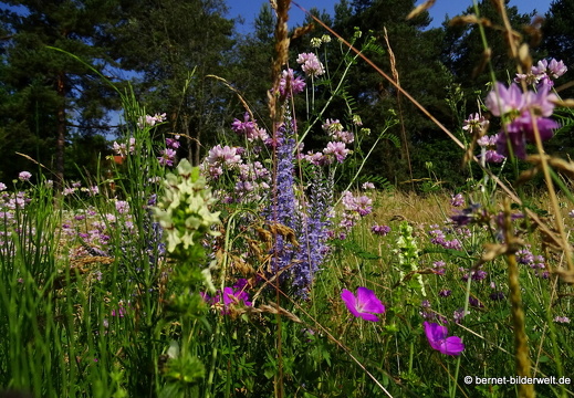 18-06-06-wuerzburg-botanischer garten-169