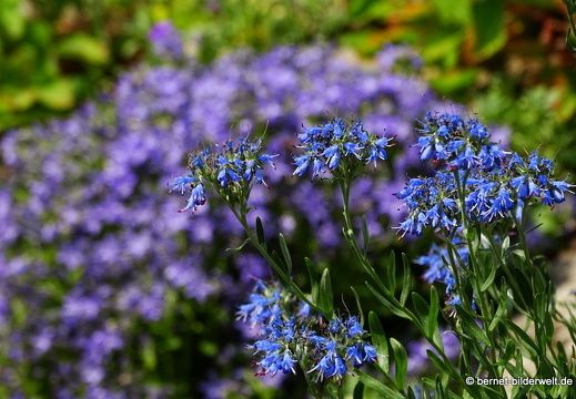 18-06-06-wuerzburg-botanischer garten-217