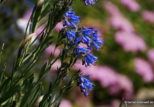 18-06-06-wuerzburg-botanischer garten-192