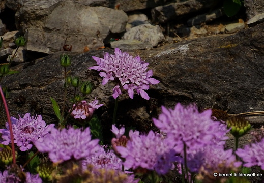 18-06-06-wuerzburg-botanischer garten-180