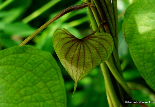 18-06-06-wuerzburg-botanischer garten-249