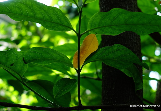 18-06-06-wuerzburg-botanischer garten-261