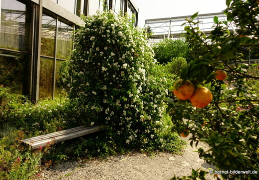 18-06-06-wuerzburg-botanischer garten-306
