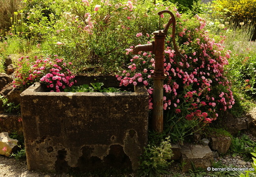18-06-06-wuerzburg-botanischer garten-297