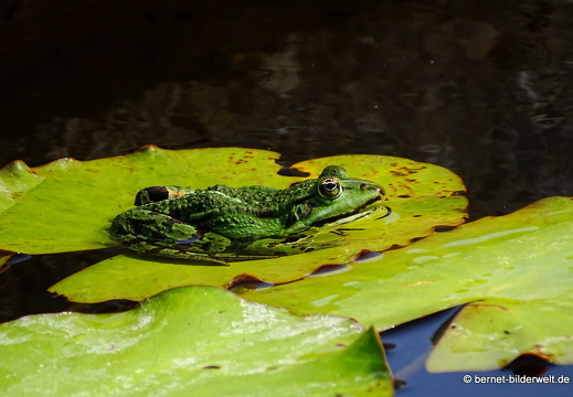 18-06-06-wuerzburg-botanischer garten-344