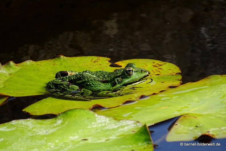 18-06-06-wuerzburg-botanischer garten-344.JPG