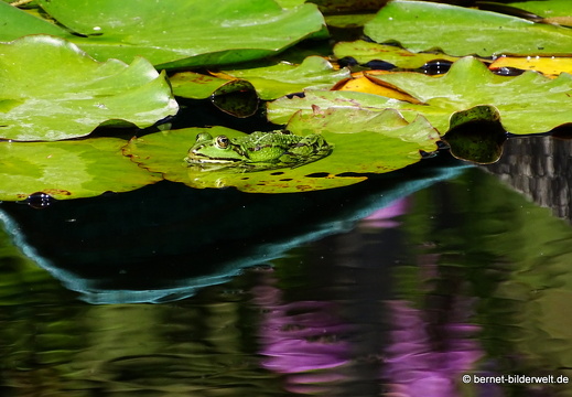 18-06-06-wuerzburg-botanischer garten-349