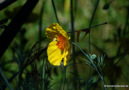 18-06-06-wuerzburg-botanischer garten-327