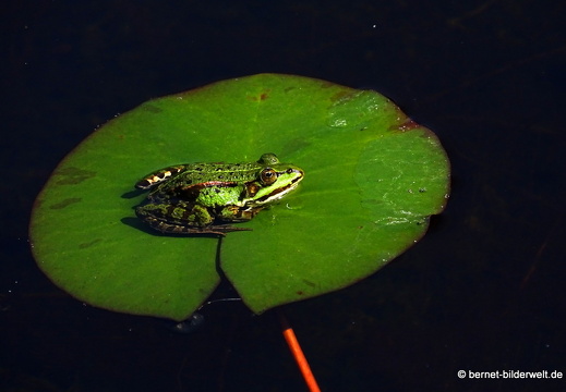 18-06-06-wuerzburg-botanischer garten-383