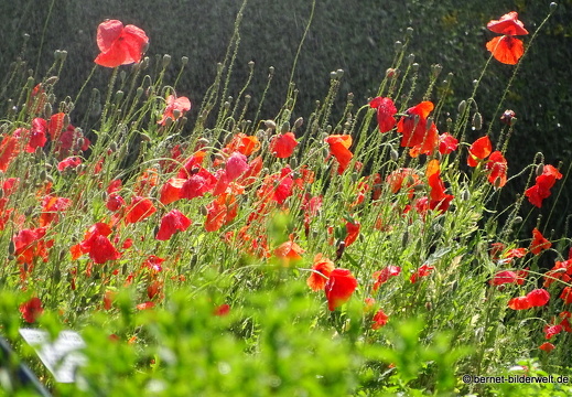 18-06-06-wuerzburg-botanischer garten-412