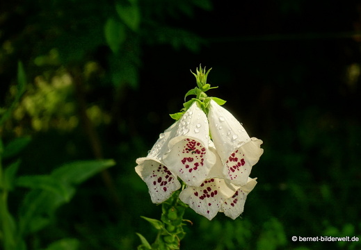 18-06-06-wuerzburg-botanischer garten-427