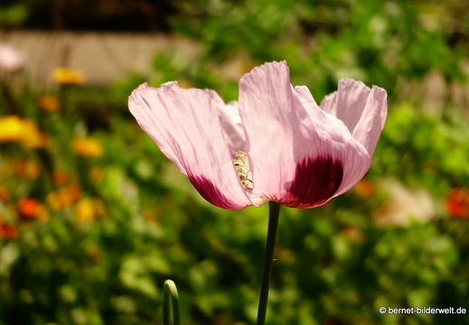 18-06-06-wuerzburg-botanischer garten-416