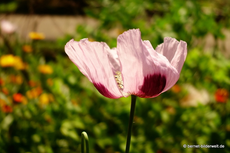 18-06-06-wuerzburg-botanischer garten-416.JPG