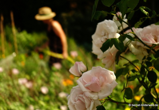 18-06-06-wuerzburg-botanischer garten-445