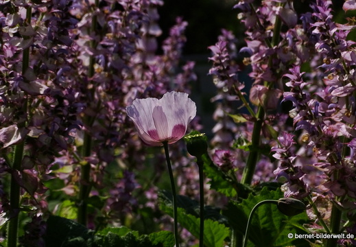 18-06-06-wuerzburg-botanischer garten-437
