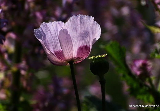 18-06-06-wuerzburg-botanischer garten-438