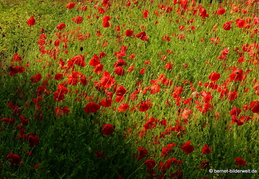 18-06-06-wuerzburg-botanischer garten-456
