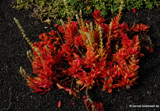 18-11-21-tahiche-fundation-cm-144