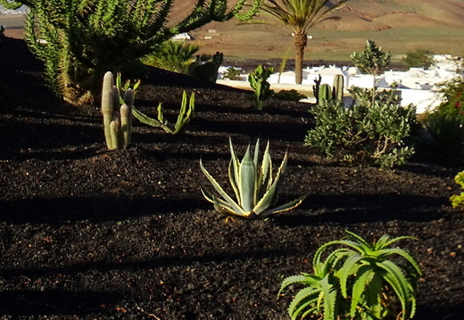 18-11-21-tahiche-privater kaktusgarten-003