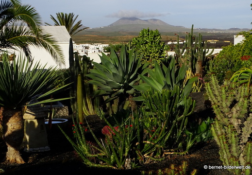 18-11-21-tahiche-privater kaktusgarten-013