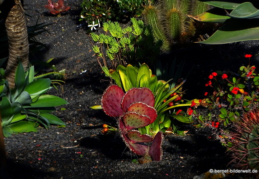 18-11-21-tahiche-privater kaktusgarten-022