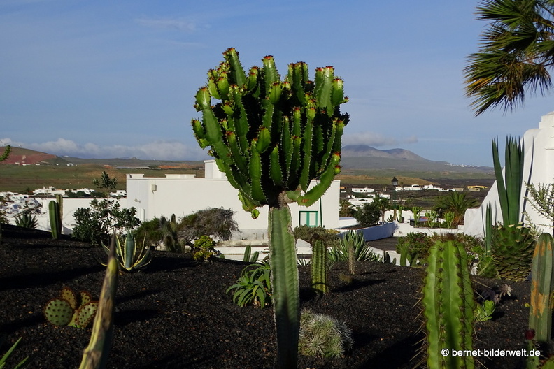 18-11-21-tahiche-privater kaktusgarten-027.JPG