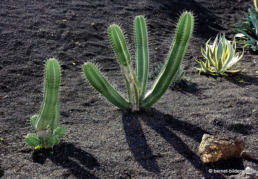 18-11-23-tahiche-privater kaktusgarten-001