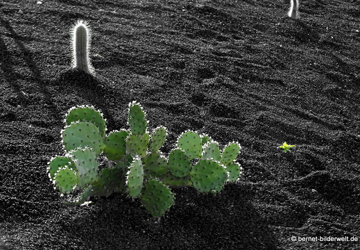 18-11-23-tahiche-privater kaktusgarten-