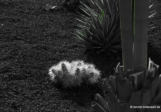 18-11-23-tahiche-privater kaktusgarten-003