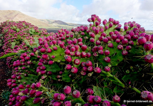 18-11-25-tahiche-umgebung-129