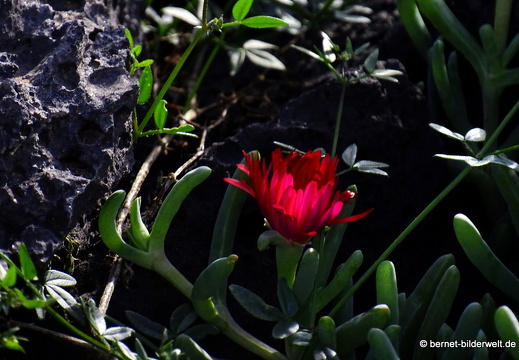 18-11-25-tahiche-umgebung-143