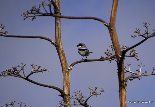 18-11-25-tahiche-umgebung-unbekannter vogel-004
