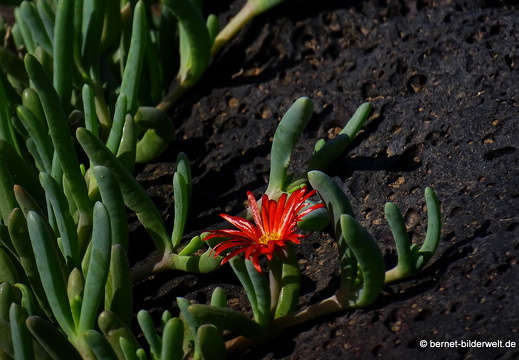 18-11-25-tahiche-umgebung-147