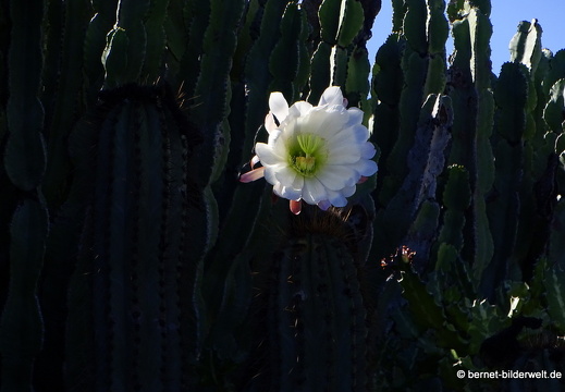 18-12-04-tahiche-kaktusbluete-