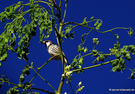 18-11-28-teguise-unbekannter vogel-003