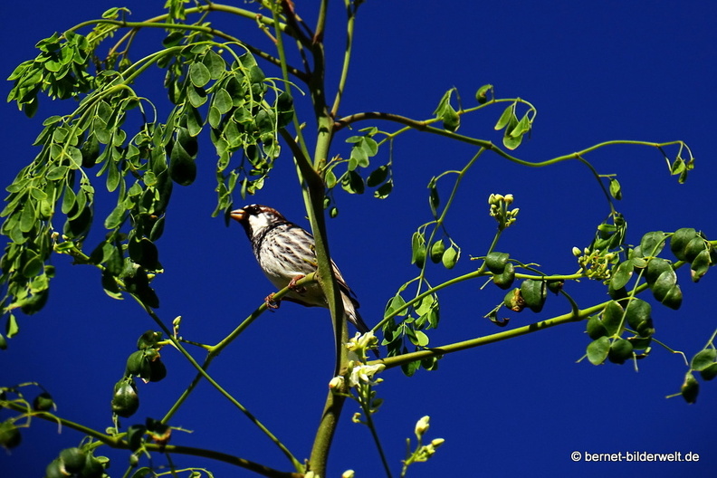 18-11-28-teguise-unbekannter vogel-003.JPG