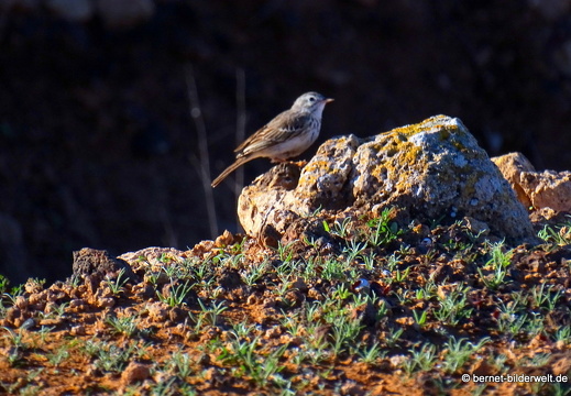 18-11-28-teguise-weg zurueck-unbekannter vogel-