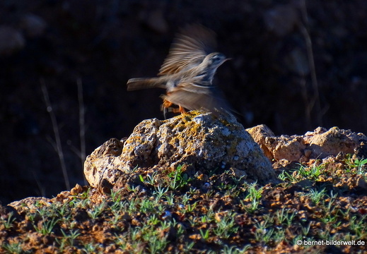 18-11-28-teguise-weg zurueck-unbekannter vogel-003