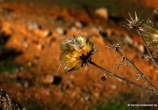 18-11-28-teguise-weg zurueck-027