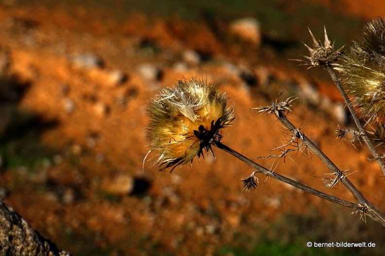 18-11-28-teguise-weg zurueck-027.JPG