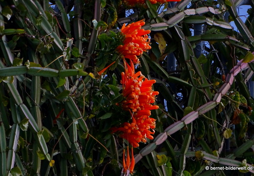 18-12-07-guatiza-017