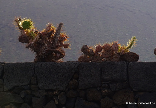 18-12-07-guatiza-054