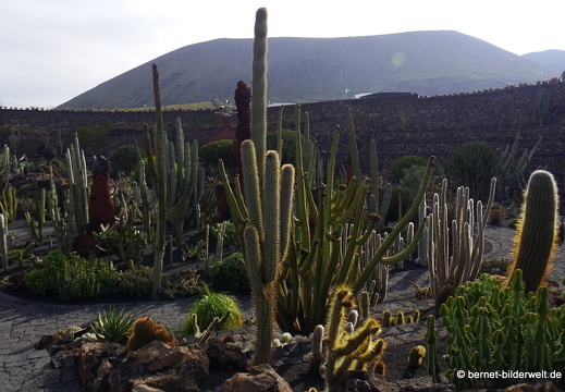 18-12-07-guatiza-kaktusgarten-003