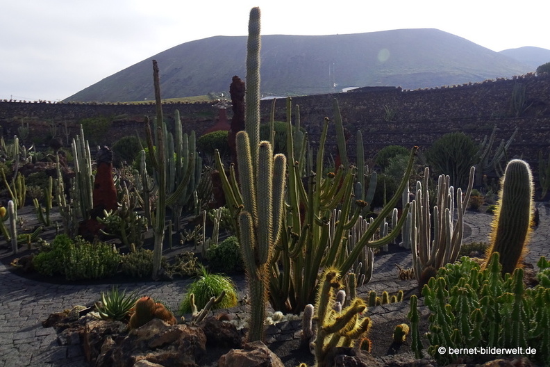18-12-07-guatiza-kaktusgarten-003.JPG
