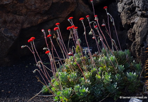 18-12-07-guatiza-kaktusgarten-006