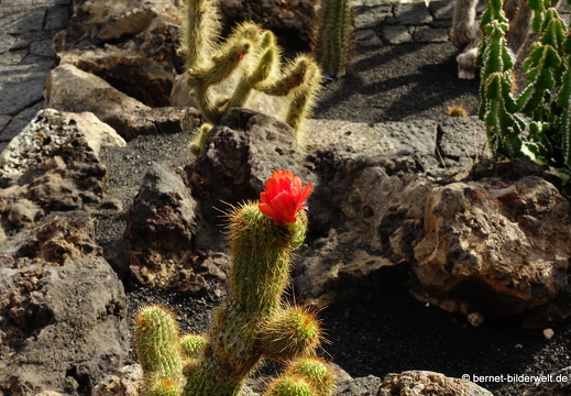 18-12-07-guatiza-kaktusgarten-004