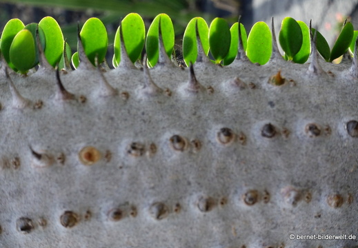 18-12-07-guatiza-kaktusgarten-021