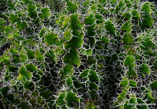 18-12-07-guatiza-kaktusgarten-023