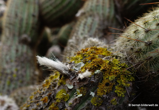 18-12-07-guatiza-kaktusgarten-029