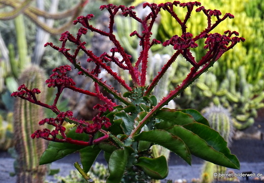 18-12-07-guatiza-kaktusgarten-031